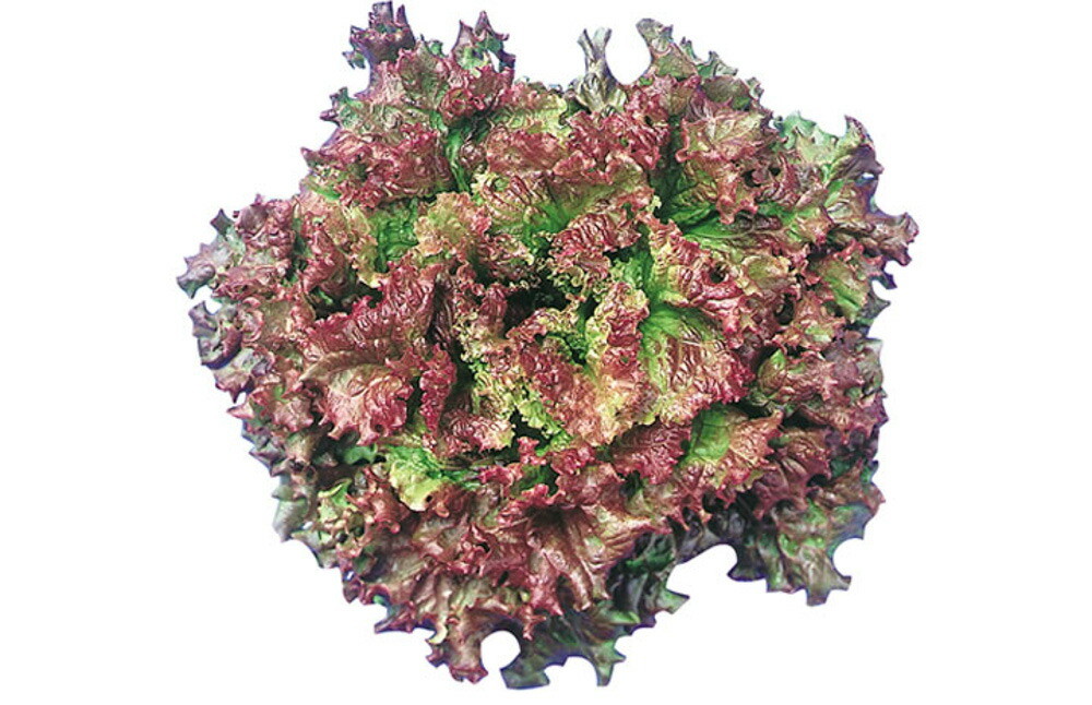 ハワイ2号 Lコート5千粒 レタス ウエキ育成 横浜植木 【横浜植木 種 たね タネ 】【通常5倍 5のつく日はポイント10倍】