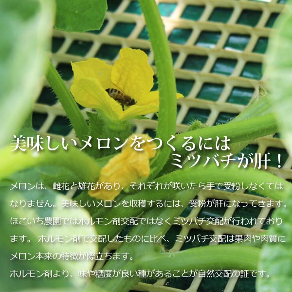 シューイチ まじっすか で取りいれる 茨城 プレミア 瓜 貨物輸送無料 茨城 鉾田 ブルーももんじ イバラキング 2コウ丸 4l ほこいち栽培所 茨城県 鉾田 グリーン肉 青肉 茨城メロン 鉾田メロン 賜体制順次マーケッティング 同梱不可 めろん フルーツ 果物 内祝い 父御の