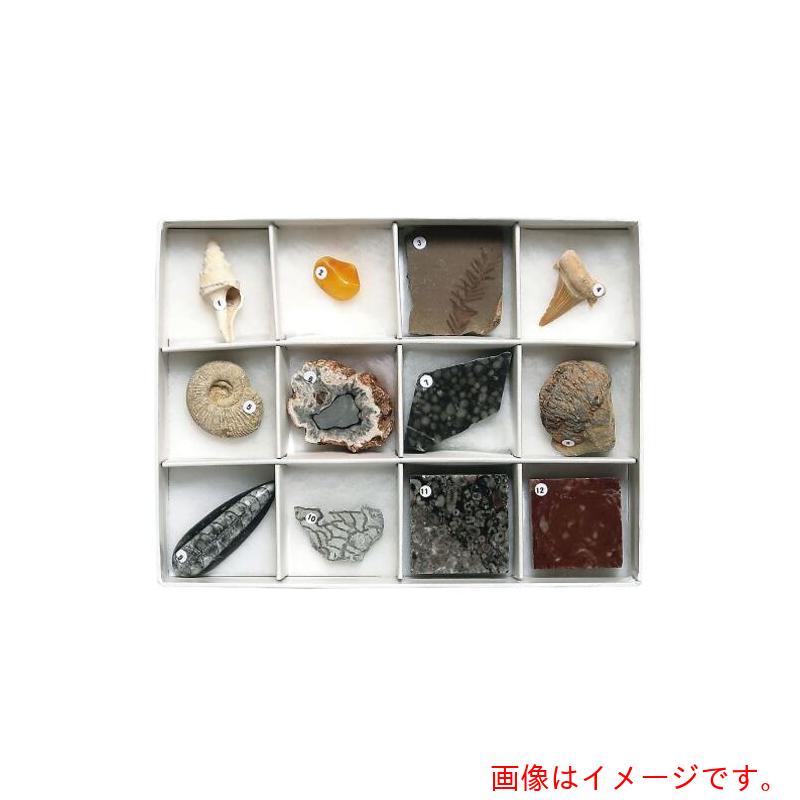 アズワン AS 化石標本 12種 【品番:3-654-03】