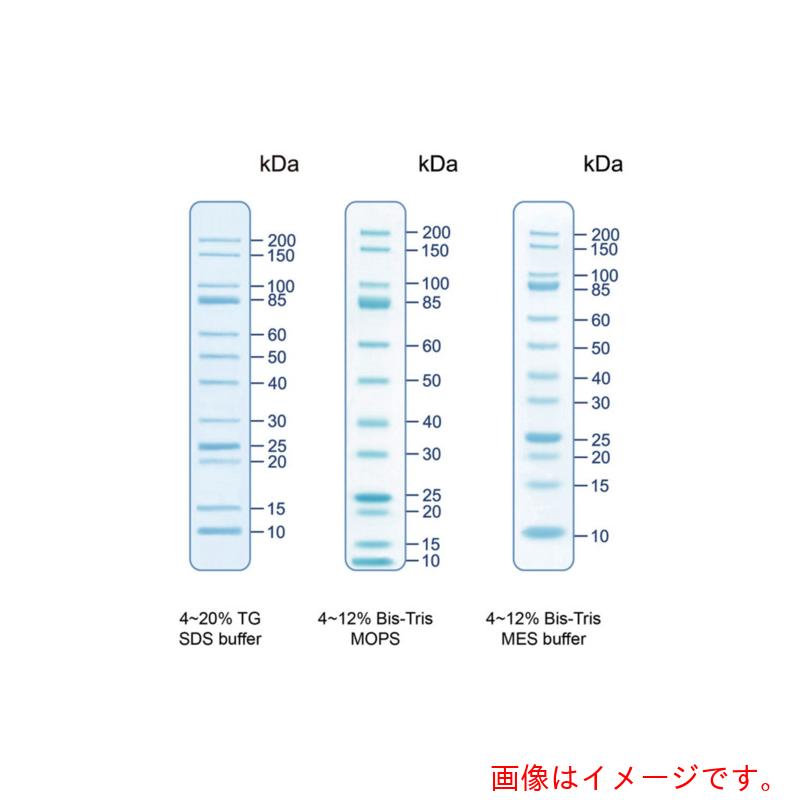 【別途送料あり】アズワン　ＡＳ　【保存の際は要冷凍】着色済みタンパク質ラダーマーカー　ＰＭＵ　【品番：4-4328-05】｜住設プロ　店