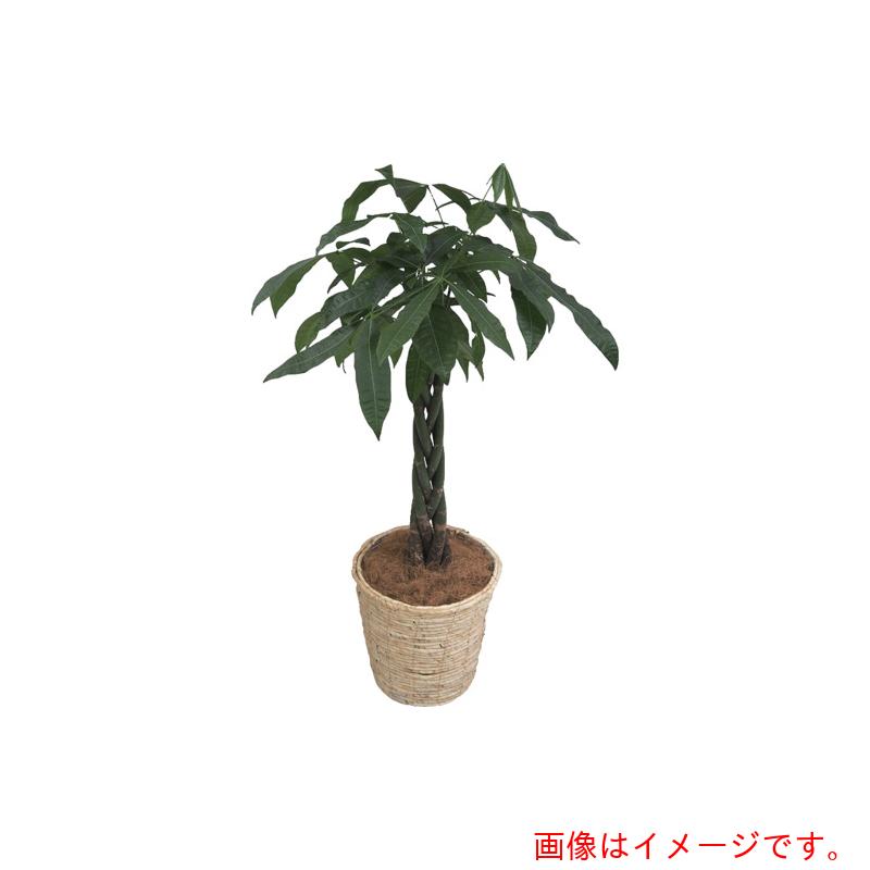 アズワン ＡＳ 観葉草木 パキラ 【品番：4-5290-01】