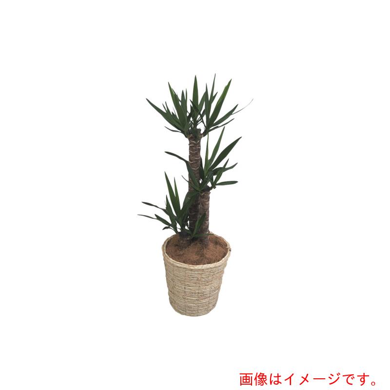 アズワン ＡＳ 観葉草木 兄ちゃんの木 【品番：4-5290-02】