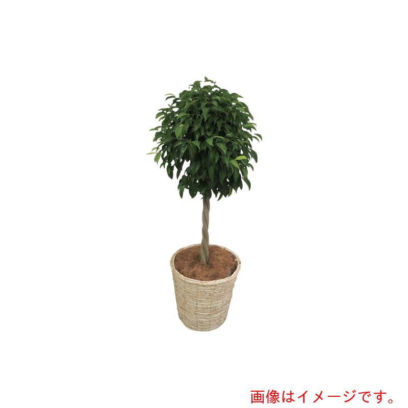 アズワン ＡＳ 観葉草木 ベンジャミン 【品番：4-5290-03】