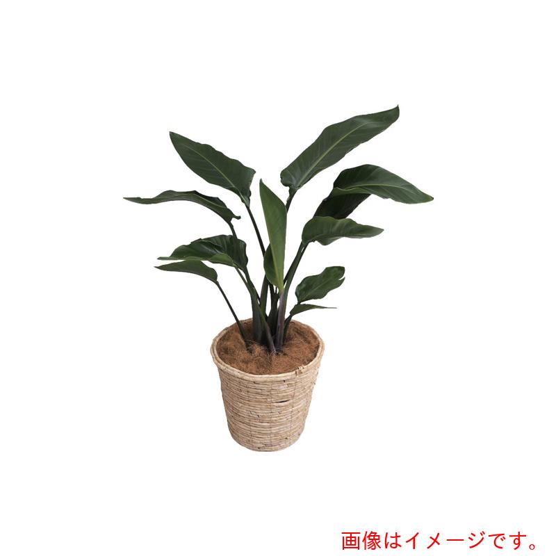 アズワン　ＡＳ　観葉植物　オーガスタ　【品番：4-5290-04】