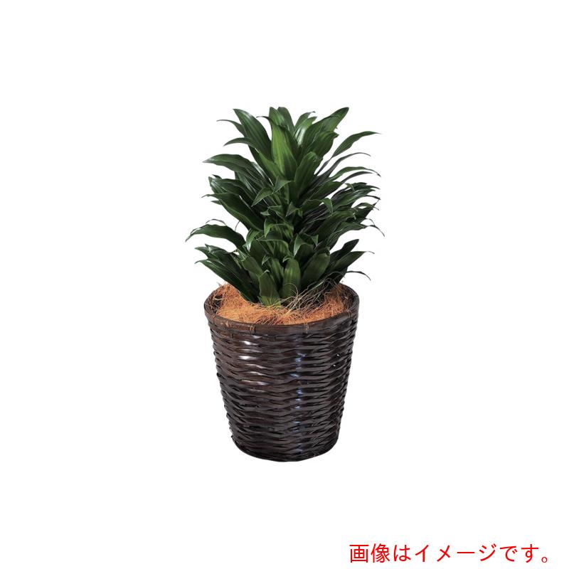 アズワン　ＡＳ　観葉植物　ドラセナコンパクタ　【品番：4-5290-05】