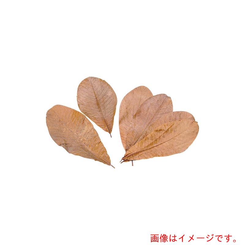 遠藤商事（TKG）　ヤマコー　朴葉　１００枚入　Ｓ　【品番：QHO1501】