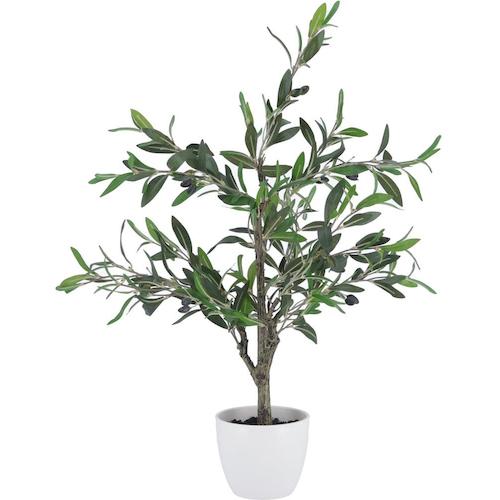 不二取り引き（FBC） 観葉草木 オリーブ ３１２ 【品番：52689】