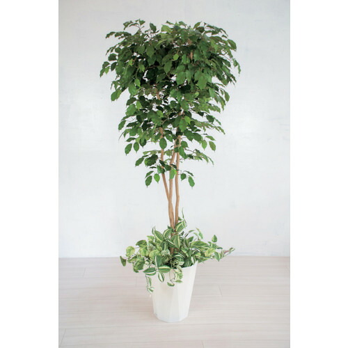 【別途送料あり】グリーンクロス　人工樹木／人工観葉植物　ベンジャミン寄植　【品番：6300028761】