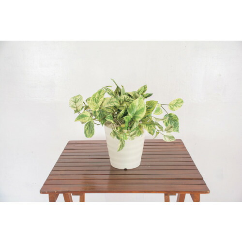 グリーンクロス 人工あずま屋／人工観葉草木 オウゴンカズラ 【品番：6300028771】 植木鉢・プランター-花・ガーデン・DIY