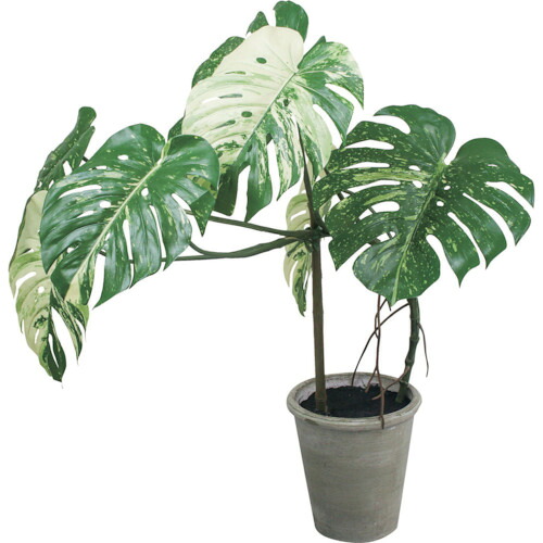 【別途送料あり】グリーンクロス　モンステラポット　全長１１０ｃｍ　【品番：6300029206】