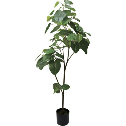 【別途貨物輸送あり】グリーンクロス ウンベラータ 全長１８０ｃｍ 【品番：6300029234】