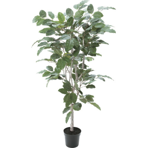 【別途送料あり】グリーンクロス フィカスベンガレンシス 全長160cm 【品番:6300029239】|住設プロ 店