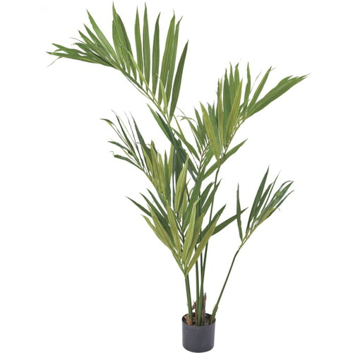 【別途送料あり】グリーンクロス　ケンチャヤシ　全長１５０ｃｍ　【品番：6300029246】