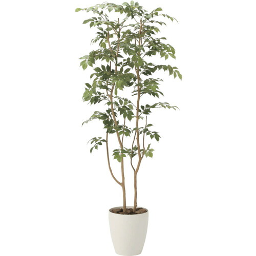 【別途貨物輸送あり】グリーンクロス マウンテンアッシュ１．６ｍ 【品番：6300029263】 植木鉢・プランター-花・ガーデン・DIY