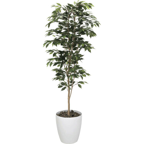 【別途貨物輸送あり】グリーンクロス ベンジャミン１．８ｍ 【品番：6300029271】 プランター-植木鉢・プランター-ガーデニング・農業