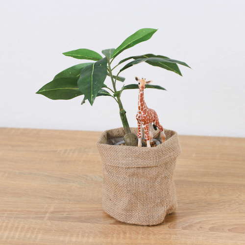 グリーンクロス　パキラアサポットキリン　全長３２ｃｍ　【品番：6300036521】