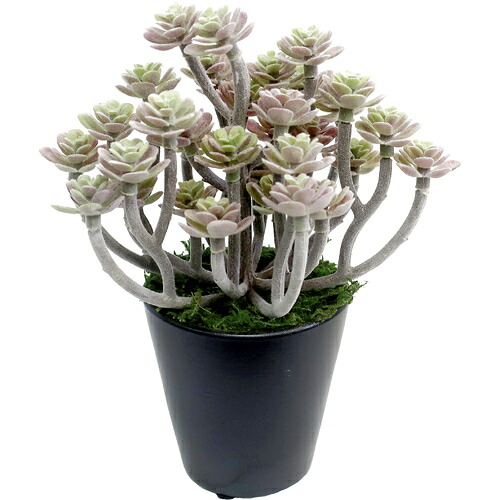 ササガワ（SASAGAWA）　人工観葉植物　パープルセダム　ミニサイズ　【品番：32-8700】｜住設プロ　店