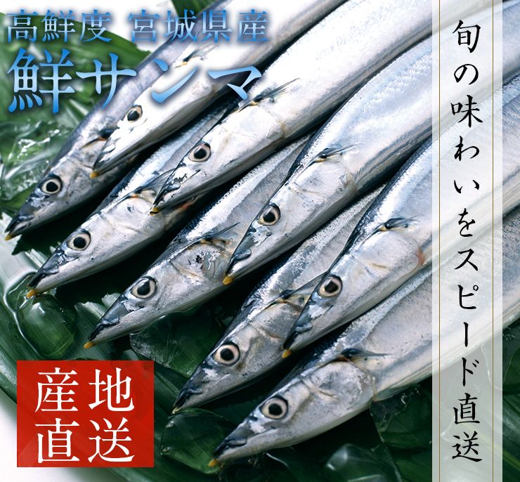 楽天市場 ご予約受付中 生さんま サンマの町女川より産地直送 たっぷり尾 1g前後 約2 4kg 獲れたて三陸の秋味 生秋刀魚 さんま 送料無料 一部地域を除く 十文字屋商店 楽天市場店