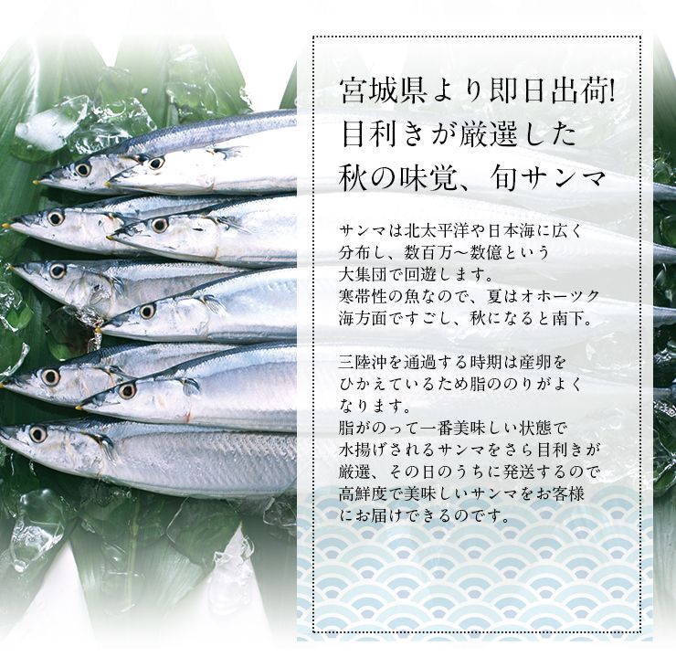 楽天市場 ご予約受付中 生さんま サンマの町女川より産地直送 たっぷり尾 1g前後 約2 4kg 獲れたて三陸の秋味 生秋刀魚 さんま 送料無料 一部地域を除く 十文字屋商店 楽天市場店