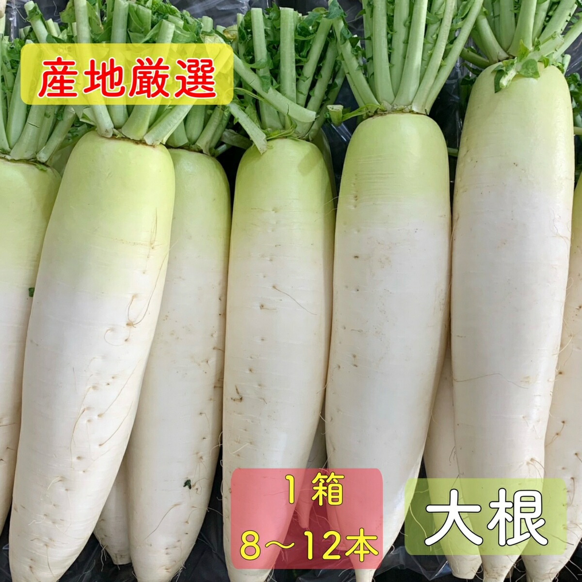 楽天市場】【送料無料】 長崎県産他 大根 （だいこん） 2L〜3Lサイズ 7