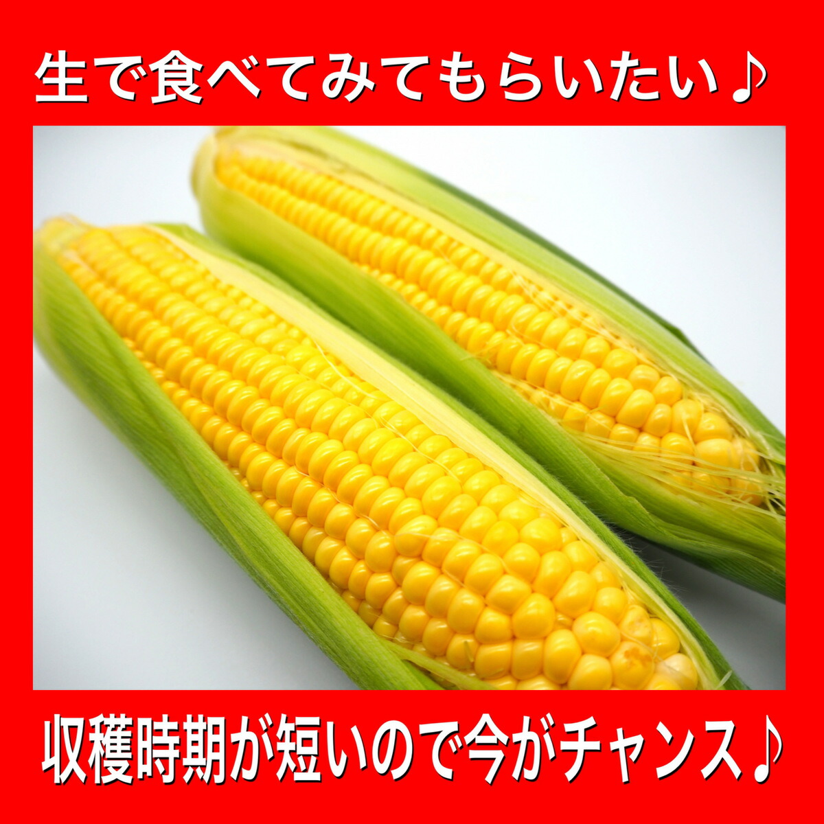 78％以上節約 とうもろこし トウモロコシ ゴールドラッシュ もろこし スイートコーン BBQ 野菜 果物 お中元 プレゼント 贈り物 フルーツコーン  レンジ レシピ 人気 ご飯 保存 ひげ茶 qdtek.vn