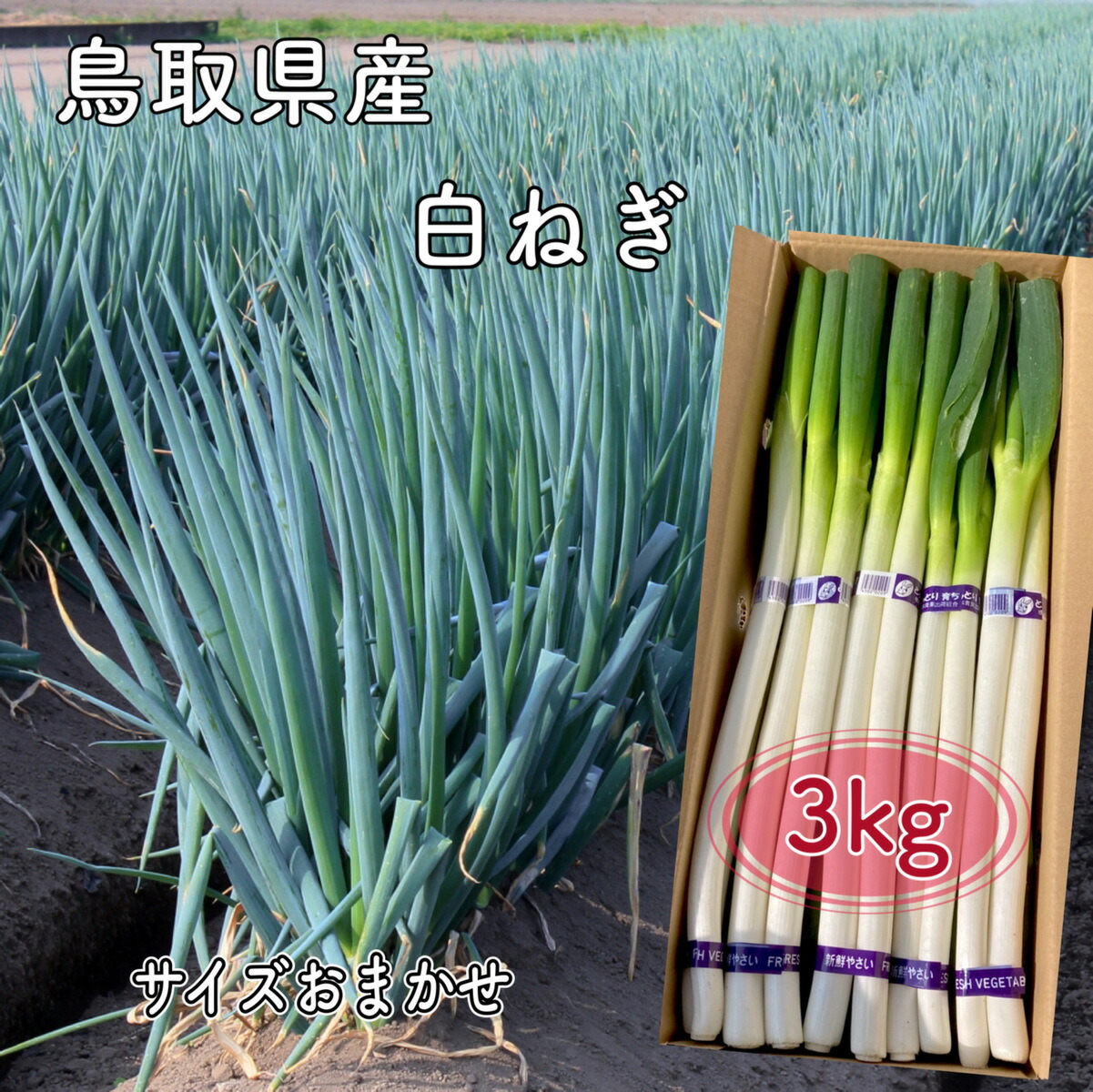 鳥取県産 白ネギ 15kg『春香葱』 長ネギ - 野菜