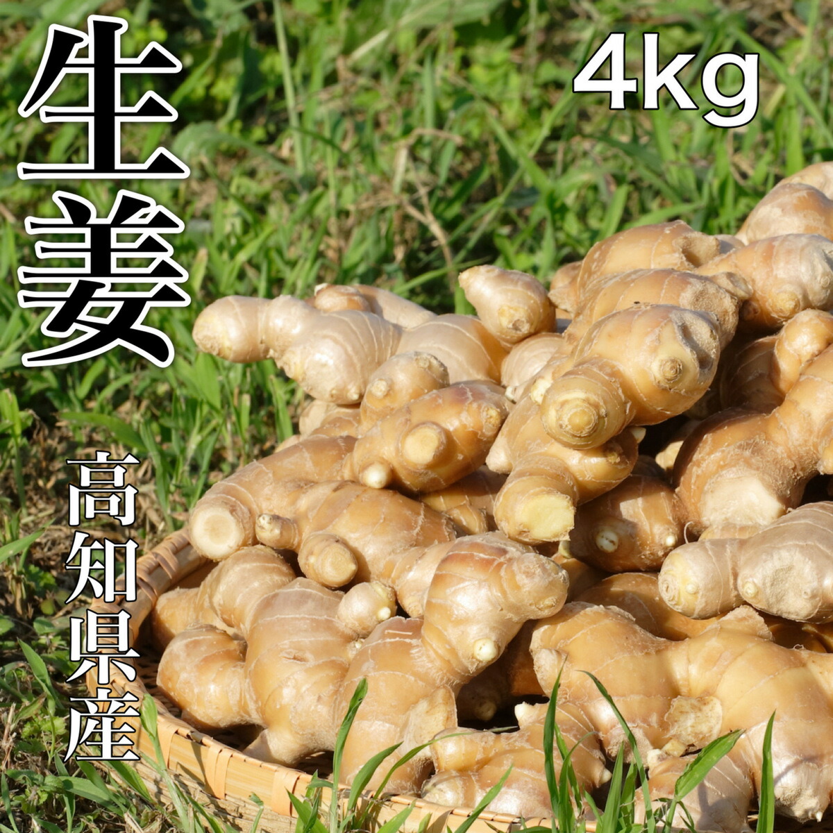 高知県産  生姜  サイズおまかせ 4ｋg 生姜  しょうが 【送料無料（一部地域省く）】 国産 薬味 お酒あて グルメ 贈り物 楽天市場 ログイン 購入履歴　野菜  ポイント消化