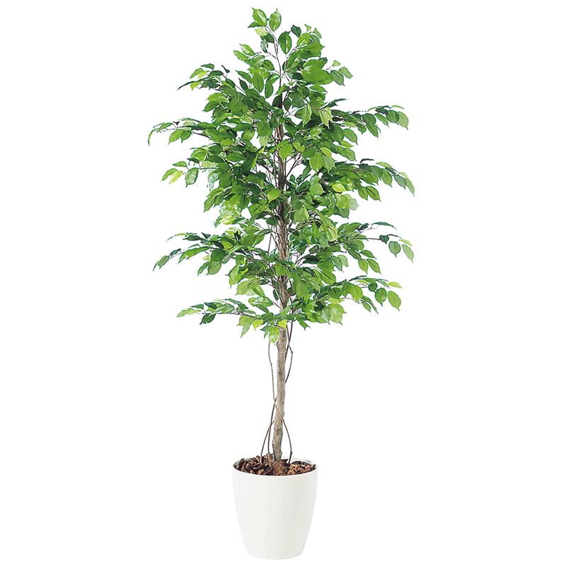 保障できる 観葉植物 造花 大型 フィッカスベンジャミナ 180cm 鉢植 フェイクグリーン 樹木 Sc Ct触媒 光触媒 インテリア お祝い 60 Off Lexusoman Com