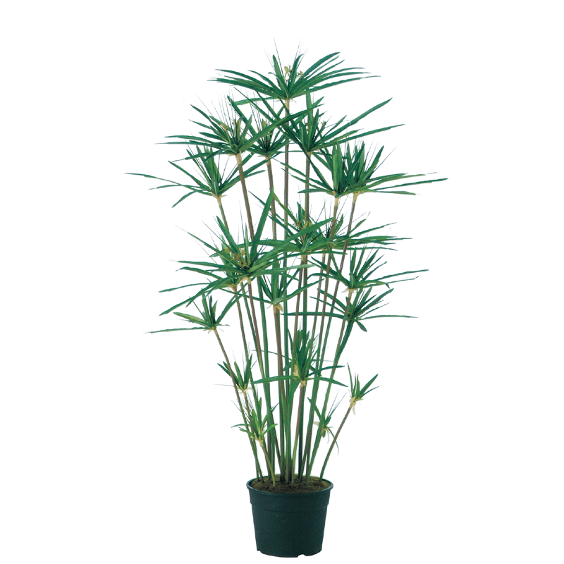 全品送料無料 楽天市場 観葉植物 造花 シペラス鉢 100cm 鉢植 フェイクグリーン 大型 樹木 Sc Ct触媒 光触媒 インテリア お祝い フェイクグリーンの神戸花物語 希少 Secretoftheislands Com