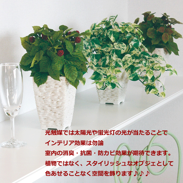 観葉植物 造花 Sc触媒 ポトスヘゴ 50cm 観葉植物 鉢植 Sc Ct 触媒 光触媒 インテリア お祝い フェイクグリーン パキラ 観葉植物 造花 樹木 フェイクグリーンの神戸花物語観葉植物 造花 フェイクグリーン Ct触媒 光触媒 消臭 抗菌 癒しのグリーンでいつでも空気