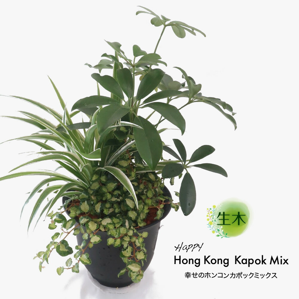観葉植物 成り物 活け花 ミニ 小型 貨物輸送無料 寄せ植え膳だて 倖のホンコンカポックミックス 斑文なし 碗植 6号鉢 家具 スタイリッシュ 癒やし 事務所 建物の中に通じる通路 リビング Foxunivers Com