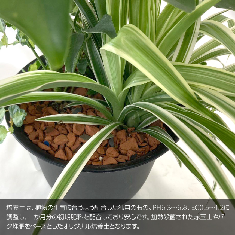 観葉植物 生木 生花 ミニ 小型 送料無料 寄せ植えアレンジ 幸せのホンコンカポックミックス 斑なし 鉢植 6号鉢 インテリア おしゃれ 癒やし オフィス 玄関 リビング Korkmazmauritius Com