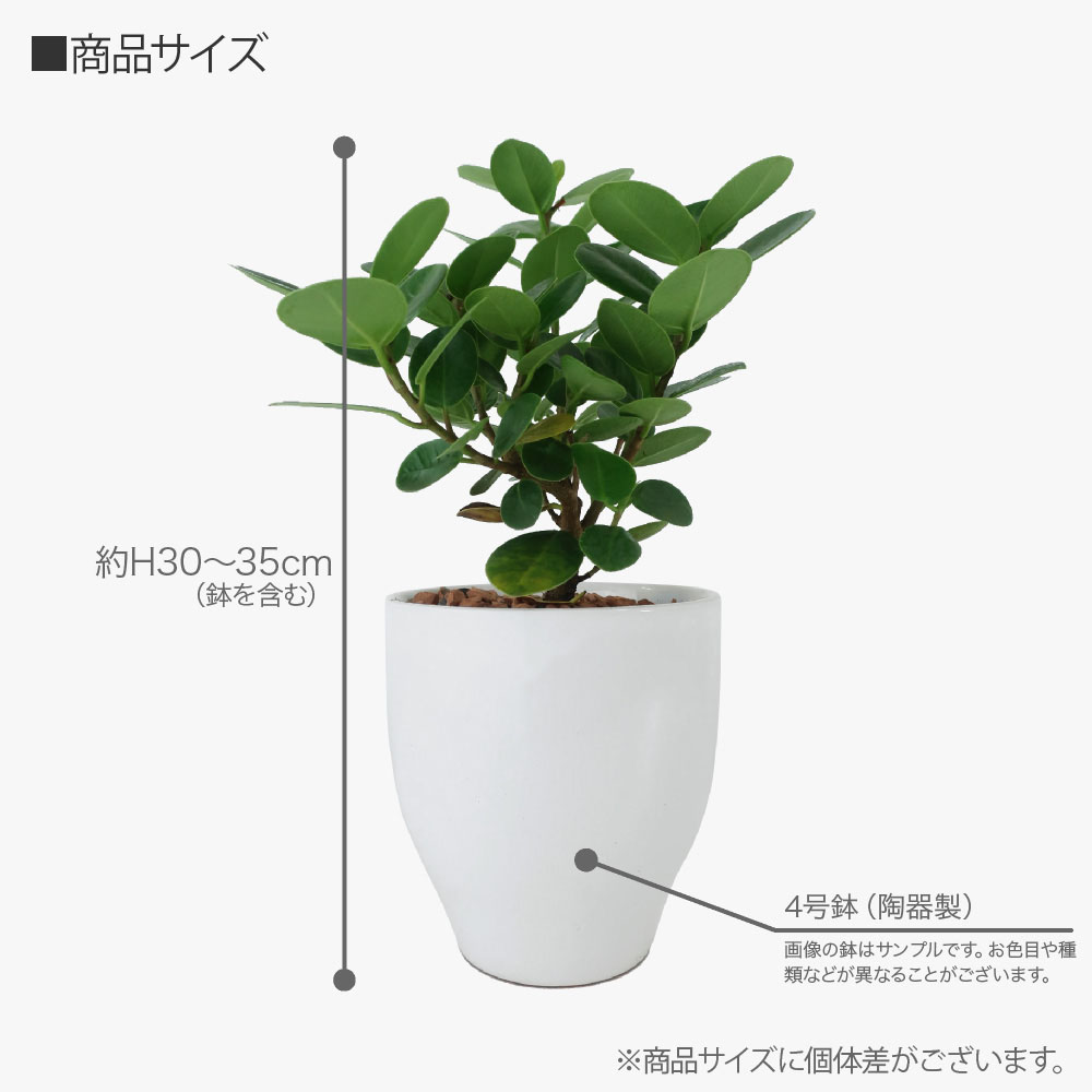 観葉植物 生木 生花 ミニ 小型 送料無料 多幸の木 尖閣ガジュマル 鉢植 受け皿付き 4号鉢 陶器鉢 センカク インテリア おしゃれ 癒やし オフィス 玄関 リビング テーブル Epheseweb Com