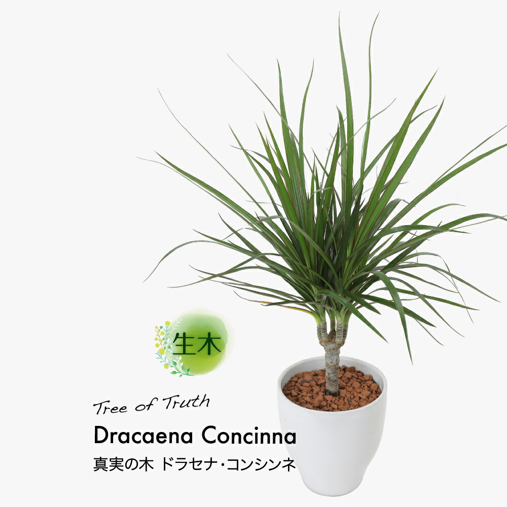 観葉植物 生木 生花 ミニ 小型 送料無料 真実の木 ドラセナ コンシンネ 鉢植 受け皿付き 5号鉢 陶器鉢 インテリア おしゃれ 癒やし オフィス 玄関 リビング テーブル Wloczypies Pl