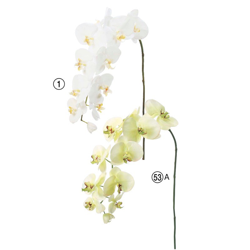 Asca コチョウラン L 10輪 つぼみ1個 胡蝶蘭 花材 造花 Fmcholollan Org Mx