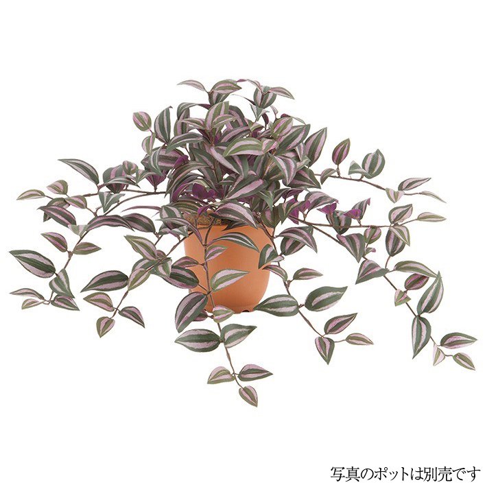 楽天市場】おしゃれ 観葉植物：トラディスカンチア セブリナ*5号 吊り