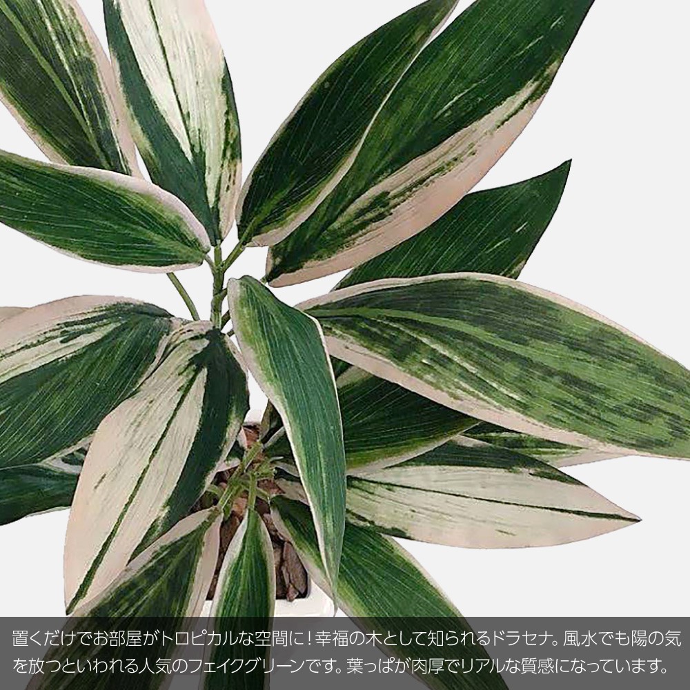 観葉植物 造花 サンドリアーナ 花 観葉植物 新商品 光触媒 大型 Ct触媒 フェイク グリーン インテリア コルジリネ おしゃれ グリーン Ct触媒 消臭 抗菌 お祝い 開店 開業祝い 人工観葉植物 Fian ドラセナプラント ホット クール 80cm 鉢植 コルディリネ サンデリアーナ