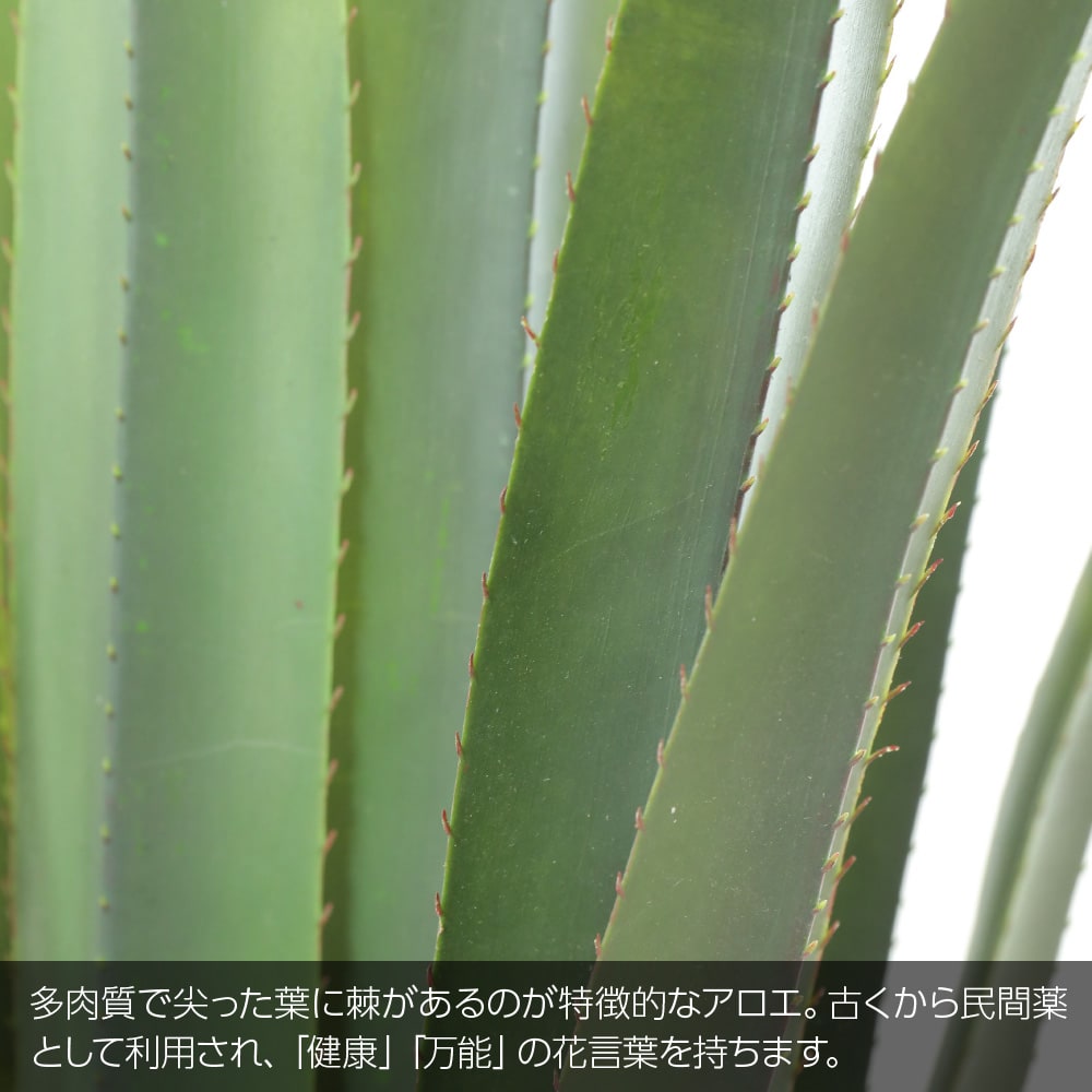 21最新作 光触媒 多肉植物 アロエ 花言葉 Ct触媒加工済 造花 インテリア 健康 鉢植 135cm リアル 万能 抗菌 消臭 人工観葉植物 陶器鉢 フェイク 蘆薈 ろかい フェイクグリーン 花 観葉植物