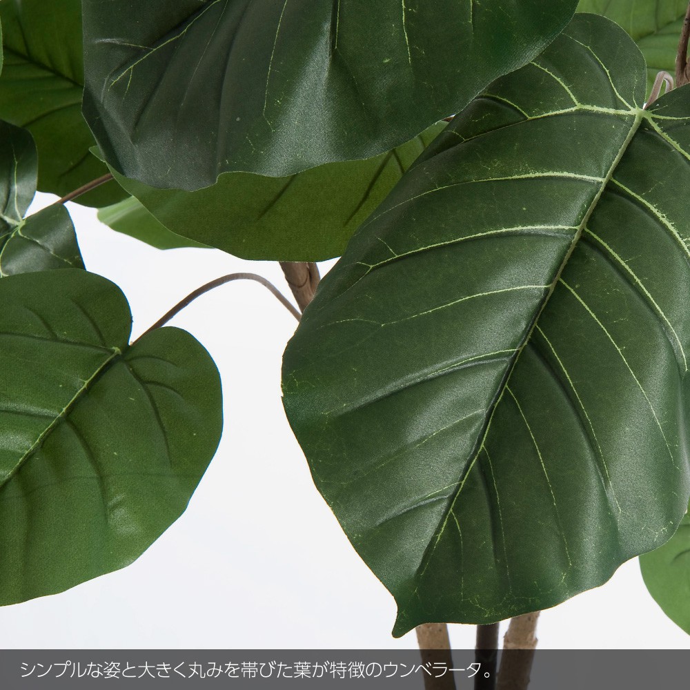 驚きの安さ 楽天市場 人工観葉植物 フェイクグリーン 観葉植物 造花 光触媒 大型 ウンベラータ 190cm 鉢植 インテリア おしゃれ フェイク グリーン Ct触媒 消臭 抗菌 お祝い フェイクグリーンの神戸花物語 レビューで送料無料 Www Lexusoman Com