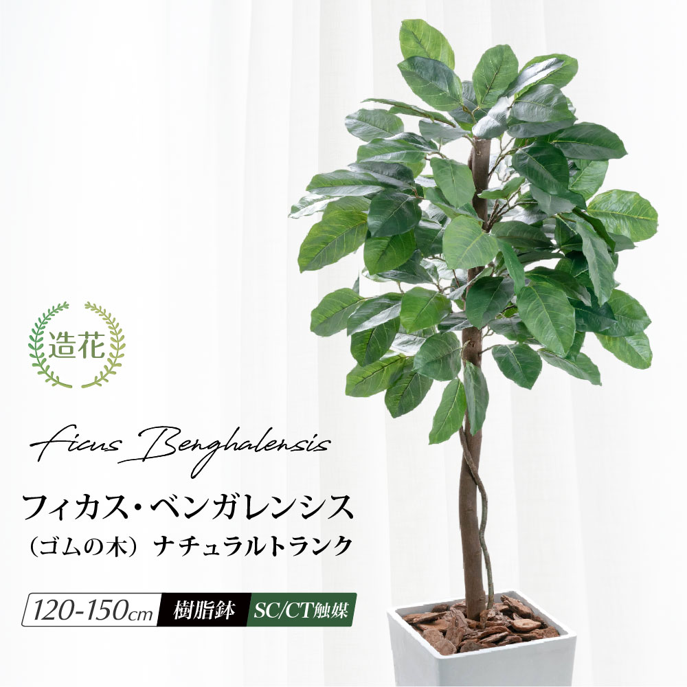 フェイクグリーン 人工 観葉植物 天然木使用 大型 光触媒 リアル 造花 消臭 抗菌 おしゃれ お祝い 開業 開店 新築祝い パーテーション ベンガルボダイジュ 送料無料 / ナチュラルトランク フィカス ベンガレンシス ゴムの木 120～150cm 17,100円