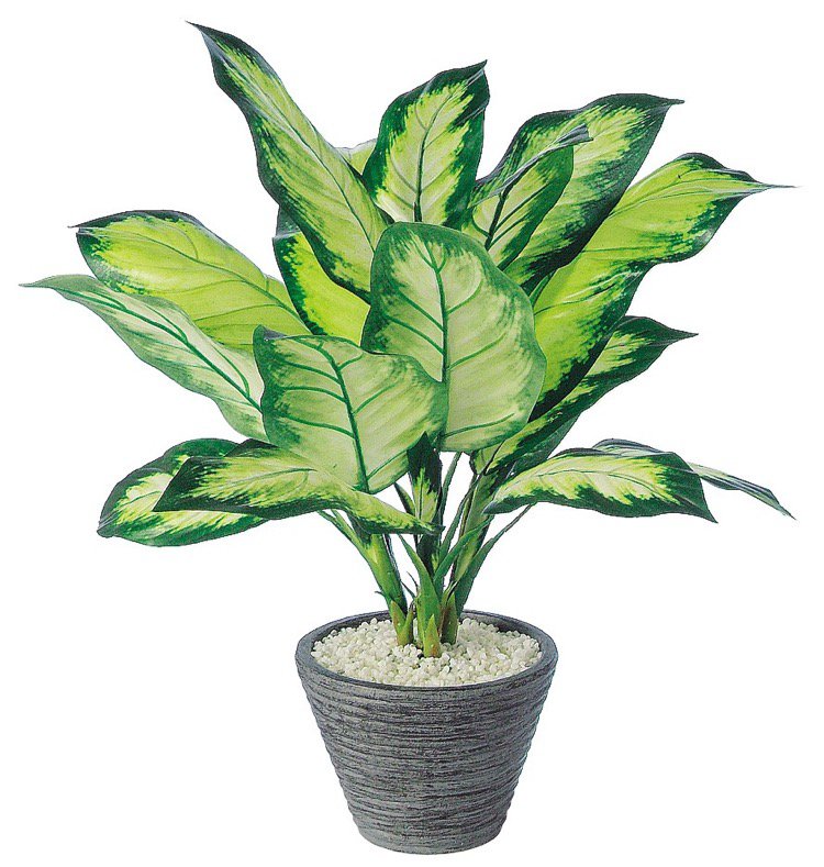 楽天市場 11 23の1 59までp5倍 人工観葉植物 ディフェンバキアカミーラ ディッフェンバキア 50cm 鉢植 フェイクグリーン 観葉植物 造花 光触媒 Ct触媒 インテリア フェイクグリーンの神戸花物語