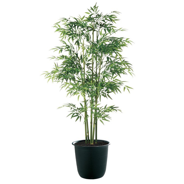 造花 大型 天然染竹 青竹5本立 バンブー 180cm 鉢植 フェイク グリーン 人工 観葉植物 光触媒 CT触媒 インテリア オフィス 保育園 小学校 施設 店舗|フェイクグリーンの神戸花物語