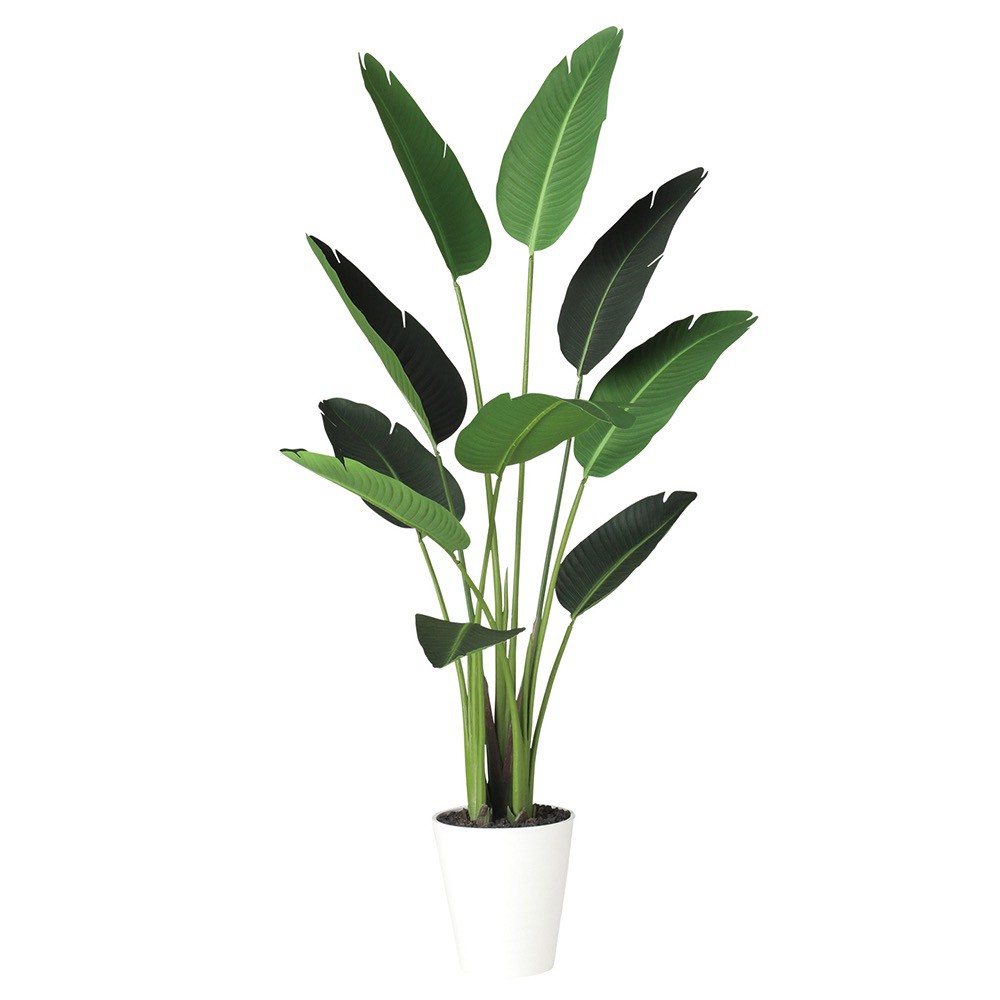 フェイクグリーン 観葉植物 フェイク 人工観葉植物 大型 光触媒 人工造花 光触媒 大型 オーガスタ 150cm 鉢植 ストレリチア ストレチア グリーン インテリア おしゃれ CT触媒 お祝い|フェイクグリーンの神戸花物語
