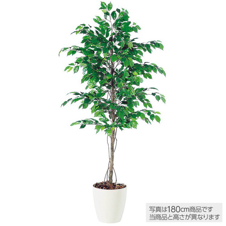 楽天市場 観葉植物 造花 大型 フィッカスベンジャミナ ベンジャミン 0cm 鉢植 人工観葉植物 フェイクグリーン インテリア フェイクグリーンの神戸花物語