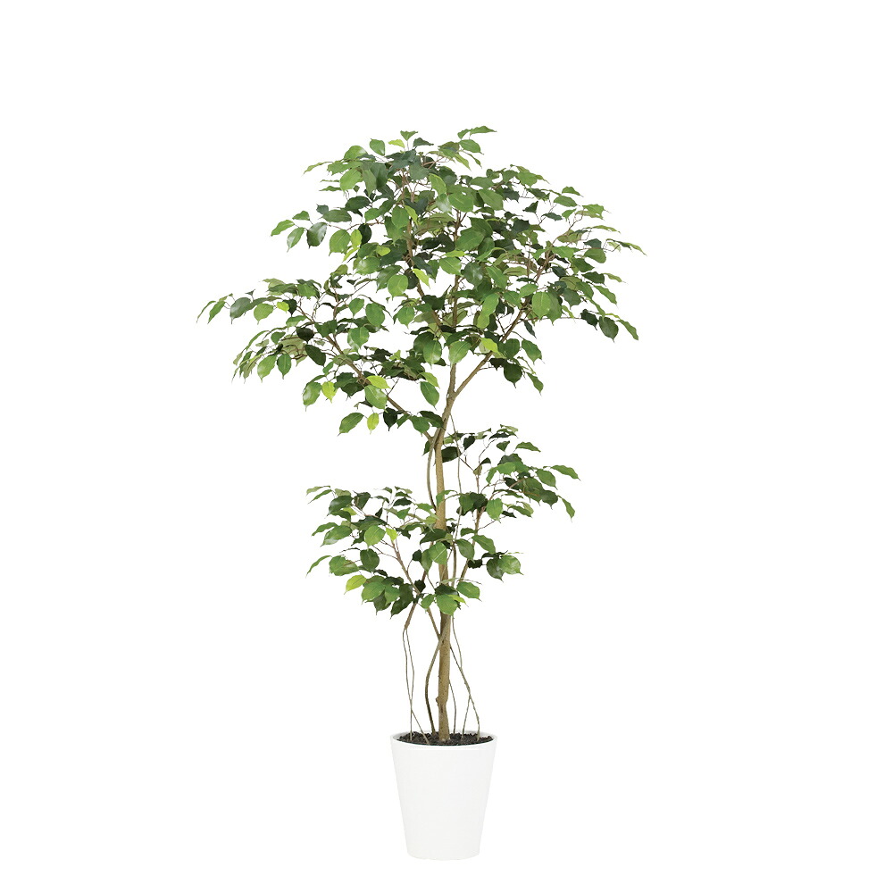 フェイクグリーン 観葉植物 フェイク 人工観葉植物 大型 光触媒 人工ベンジャミン FST 高さ約150cm リアル 造花 鉢植 光触媒 CT触媒 インテリア ディスプレイ