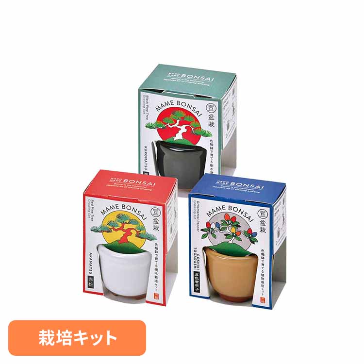 楽天市場】HACO MAME 盆栽栽培セット GD-96501 GD-96502 GD-96504栽培