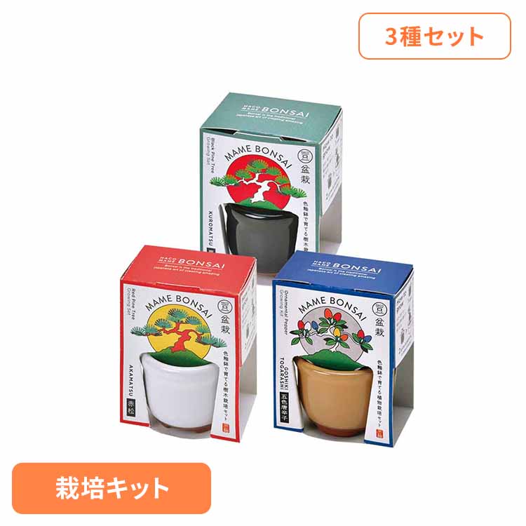 楽天市場】【3種セット】HACO MAME 盆栽栽培セット（黒松・赤松・五色