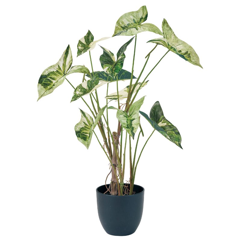 楽天市場】アロカシア ローライダー 7号鉢 大型種 観葉植物