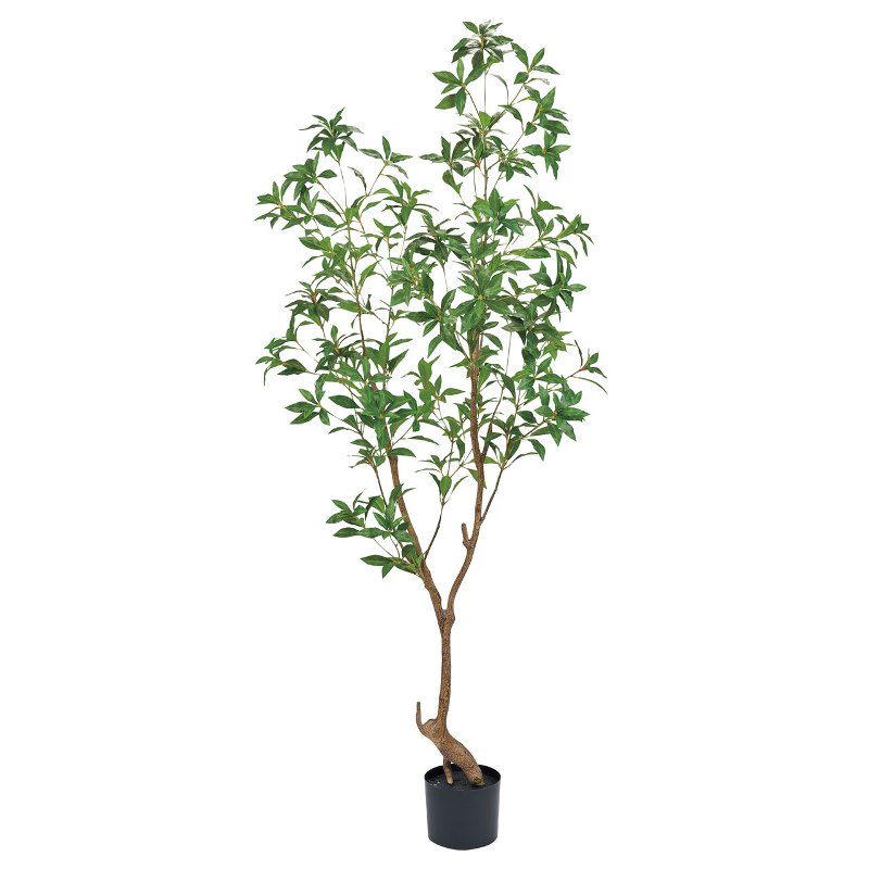 楽天市場】人工観葉植物 シロダモ ポット 高さ180cm （P201-fg8720