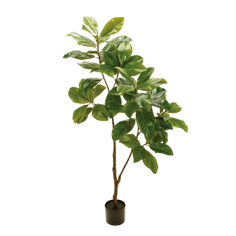 人工観葉植物 マグノリアリ−フ ポット 光触媒加工 高さ150cm (P221) (zv130) (代引き不可) インテリアグリーン フェイクグリーン|さくらソレイユ 店